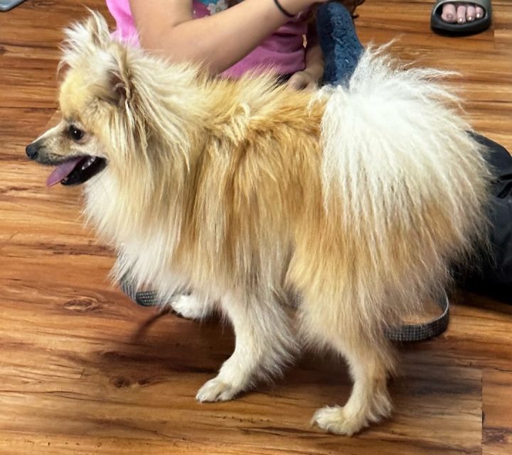 Coco, an adoptable Pomeranian in Austin, TX_image-4