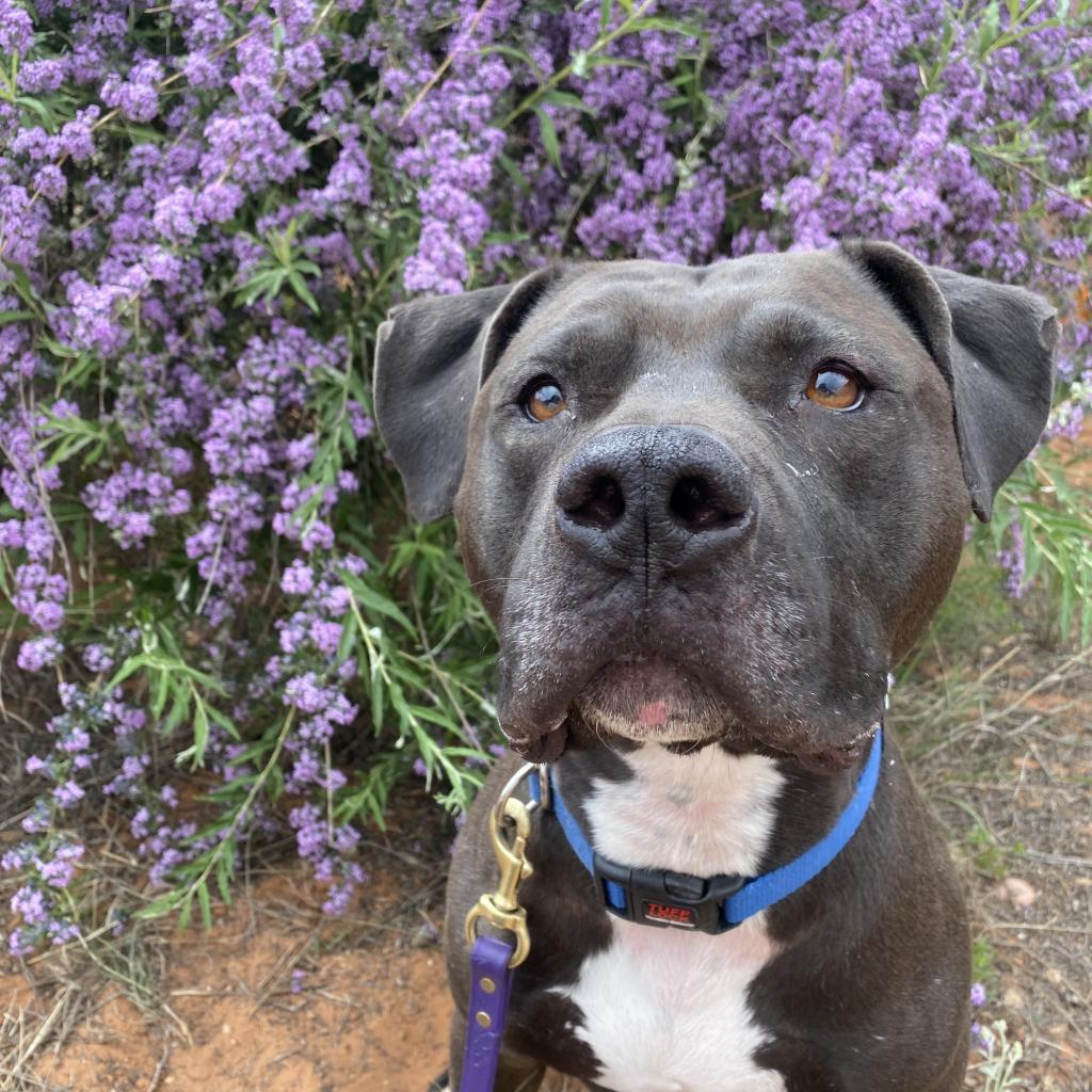 Higgins, an adoptable Pit Bull Terrier in Kanab, UT, 84741 | Photo Image 1