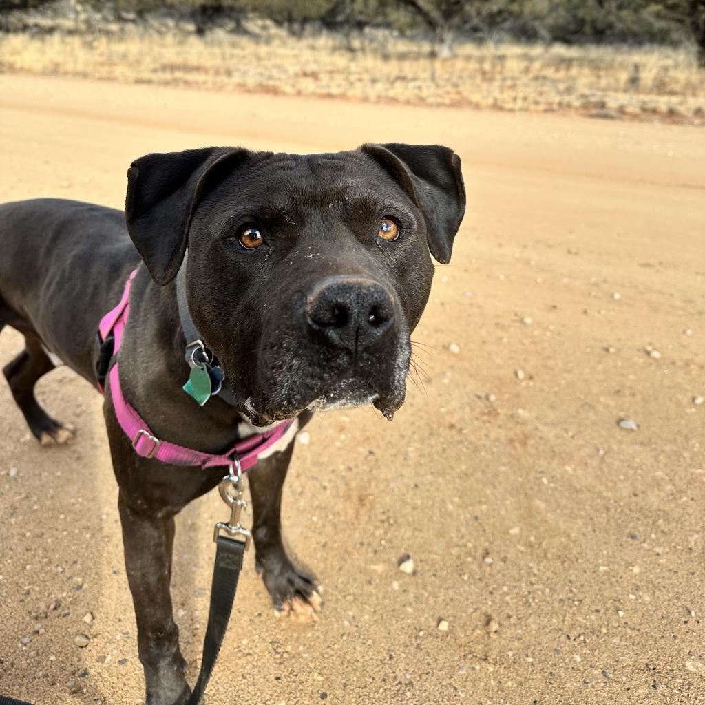 Higgins, an adoptable Pit Bull Terrier in Kanab, UT, 84741 | Photo Image 4