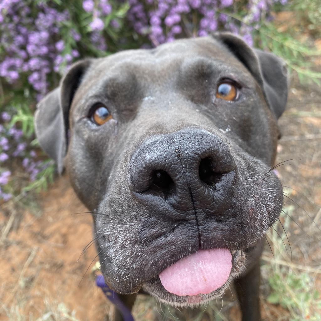 Higgins, an adoptable Pit Bull Terrier in Kanab, UT, 84741 | Photo Image 5