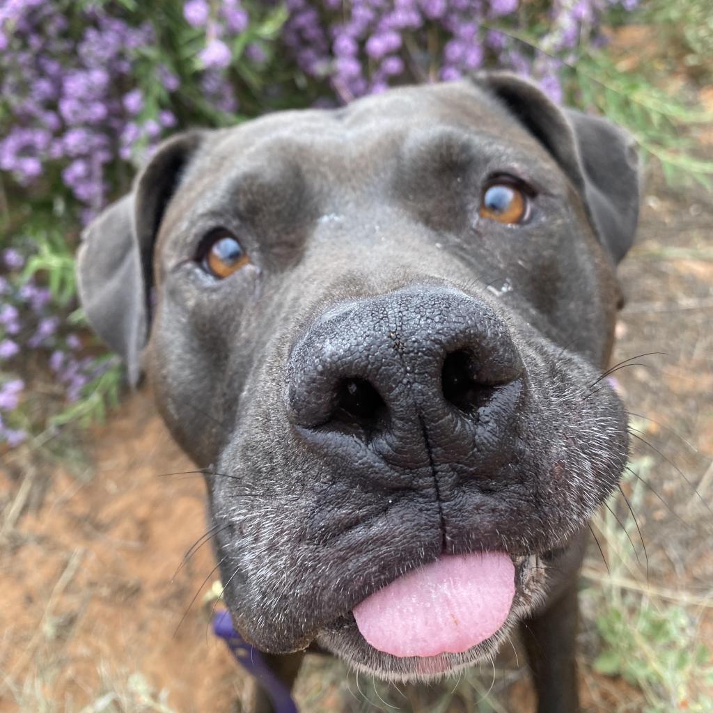 Higgins, an adoptable Pit Bull Terrier in Kanab, UT, 84741 | Photo Image 6