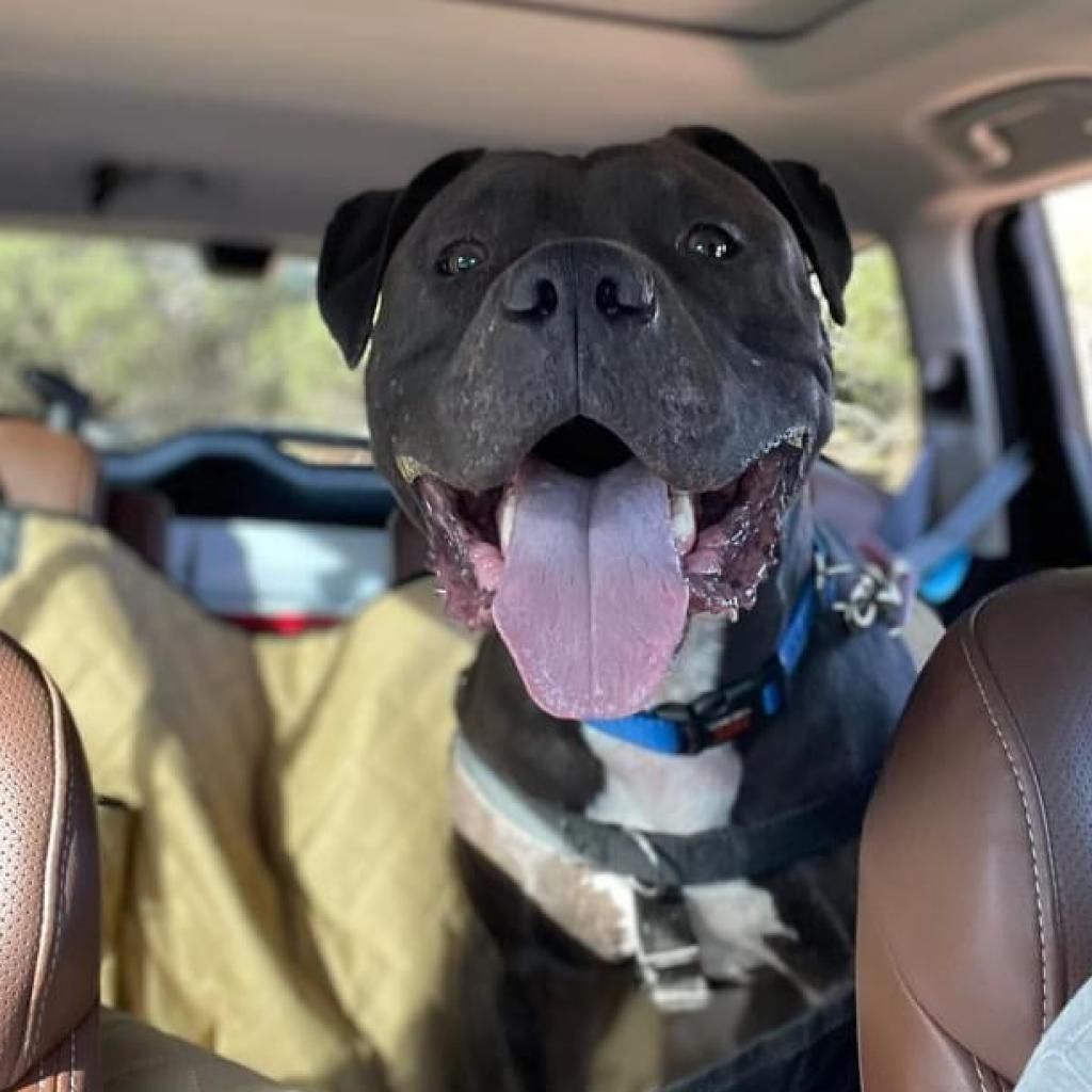 Higgins, an adoptable Pit Bull Terrier in Kanab, UT, 84741 | Photo Image 6