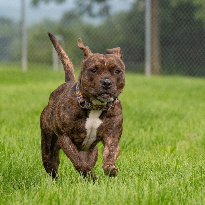 Brindle pitbull best sale terrier mix