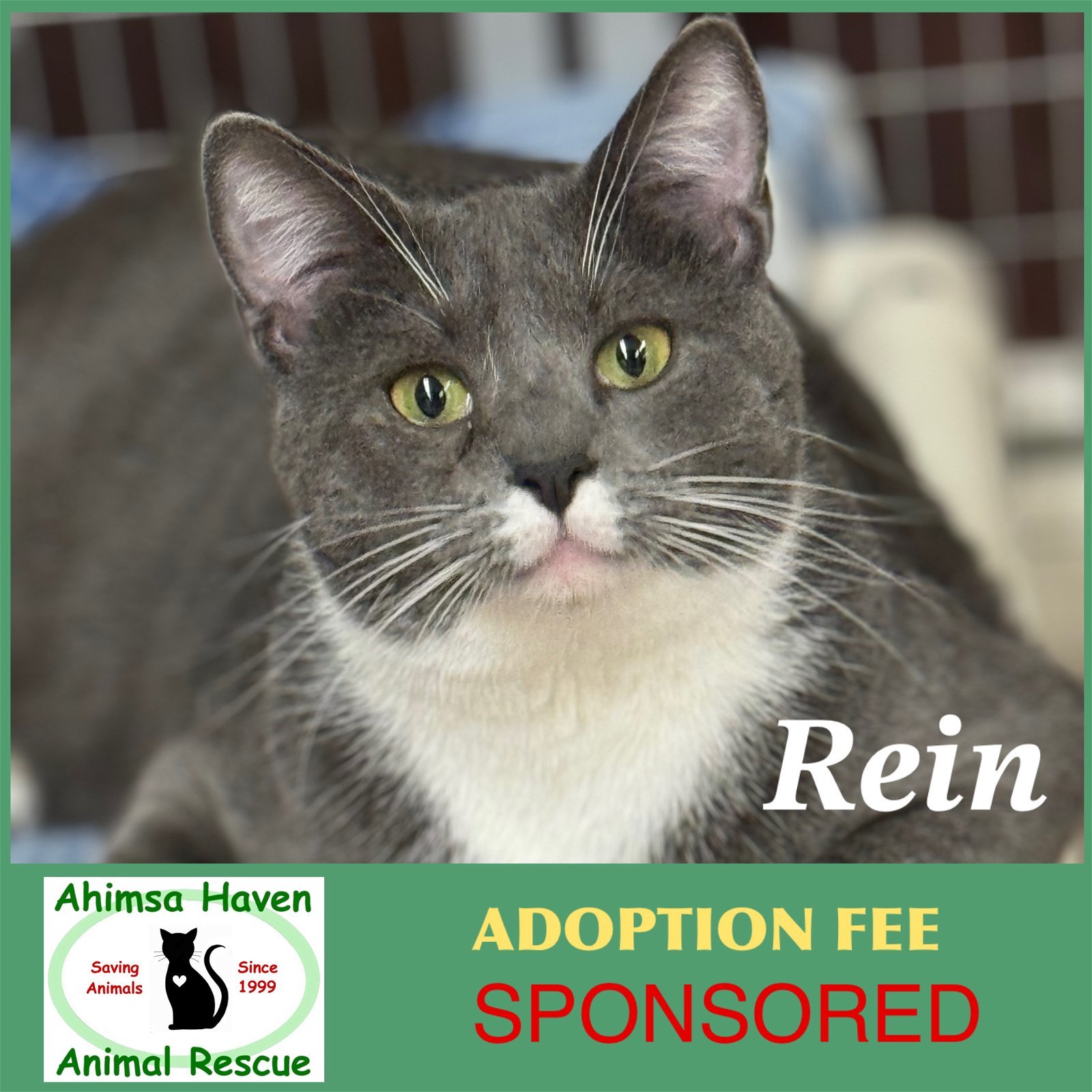 Rein, an adoptable Domestic Short Hair in Winchendon, MA, 01475 | Photo Image 1