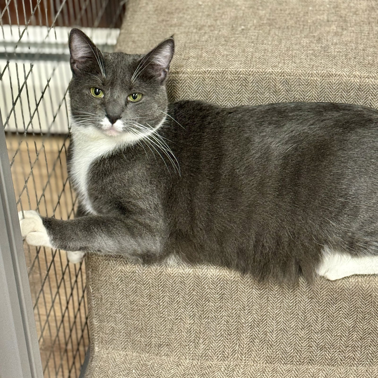 Rein, an adoptable Domestic Short Hair in Winchendon, MA, 01475 | Photo Image 2