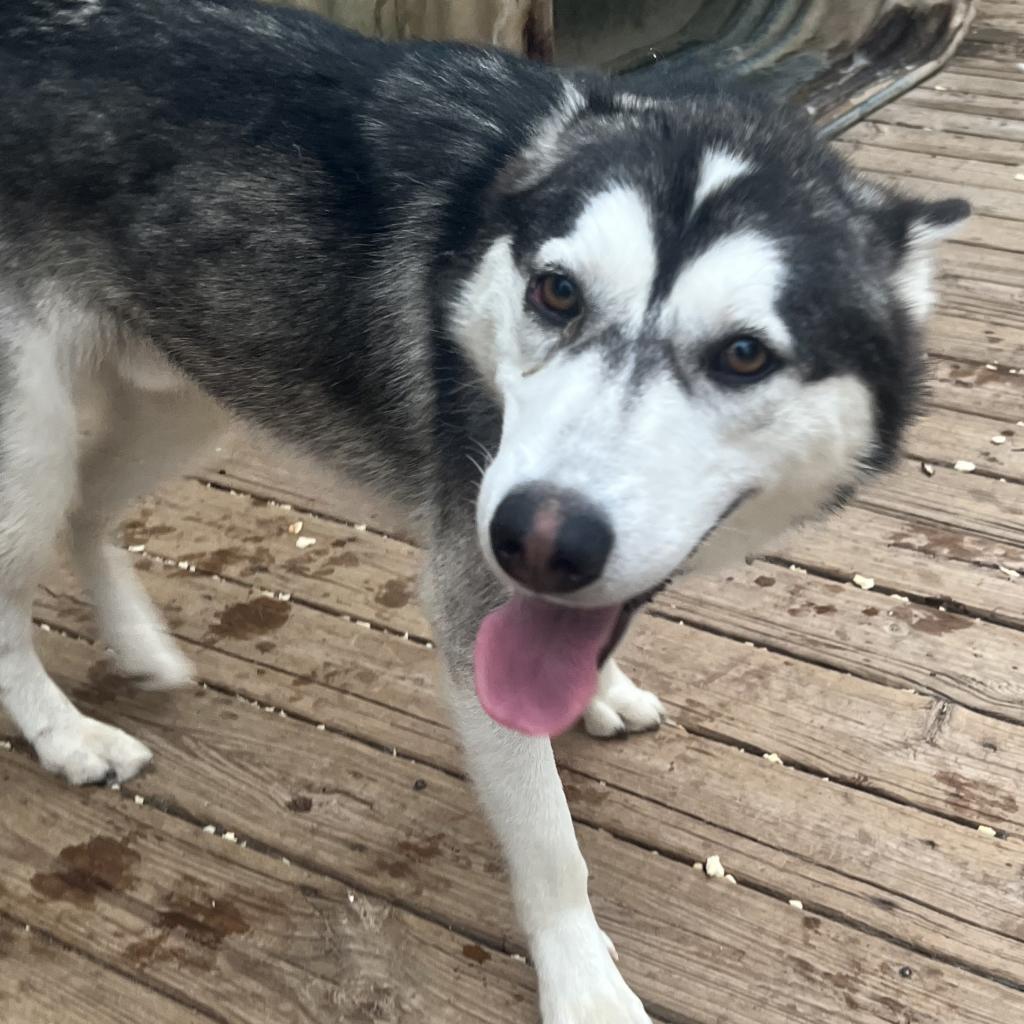 Nacho, an adoptable Husky in Eufaula, OK, 74432 | Photo Image 2