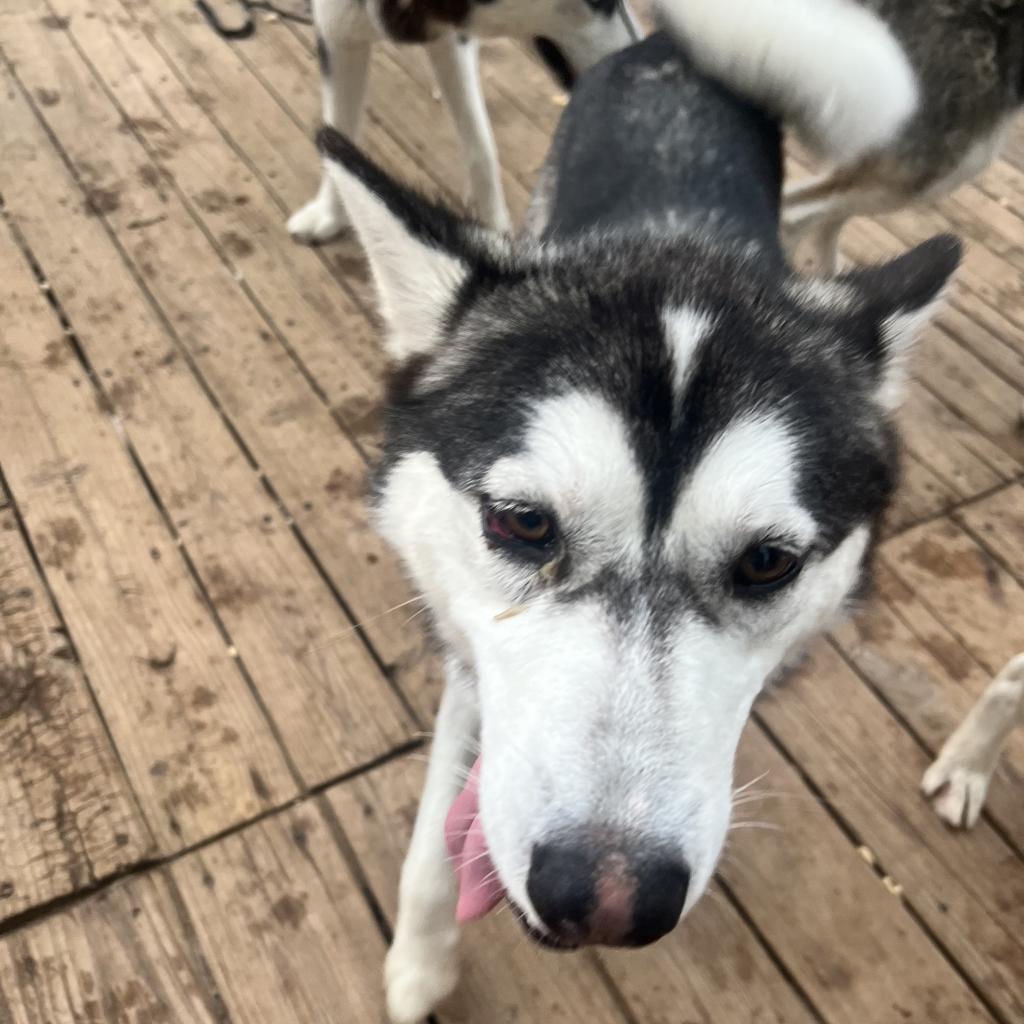 Nacho, an adoptable Husky in Eufaula, OK, 74432 | Photo Image 3