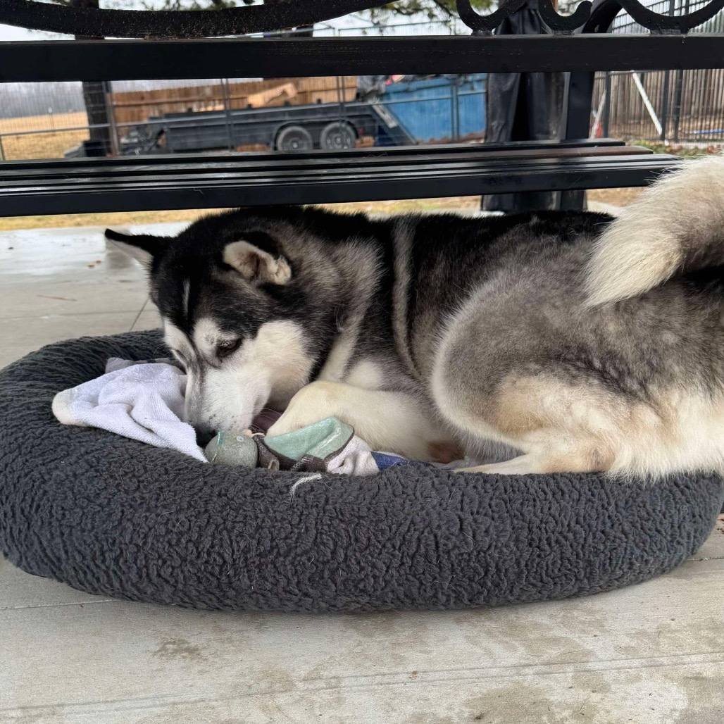 Nacho, an adoptable Husky in Eufaula, OK, 74432 | Photo Image 4
