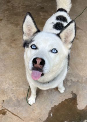 Meet precious Resa an adorable little husky mix that loves her humans once she gets comfortableResa