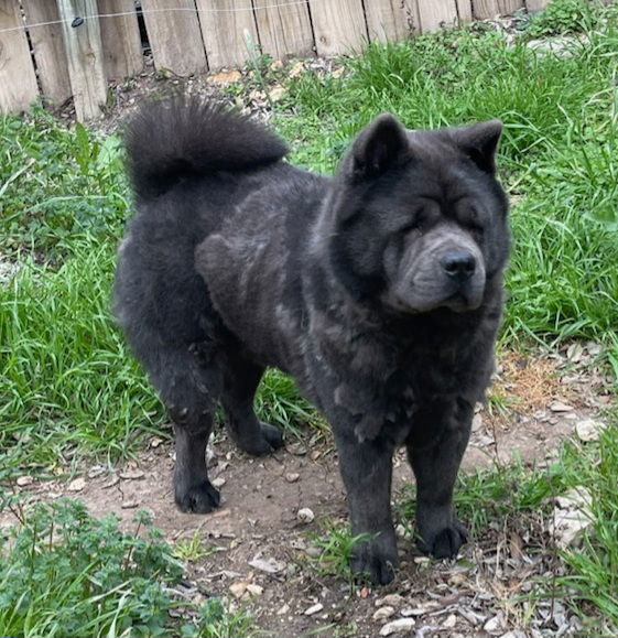 LOBO