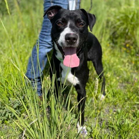 Sprocket, an adoptable Mixed Breed in Hailey, ID, 83333 | Photo Image 1