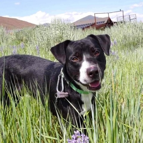 Sprocket, an adoptable Mixed Breed in Hailey, ID, 83333 | Photo Image 4
