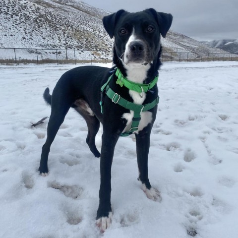 Sprocket, an adoptable Mixed Breed in Hailey, ID, 83333 | Photo Image 6