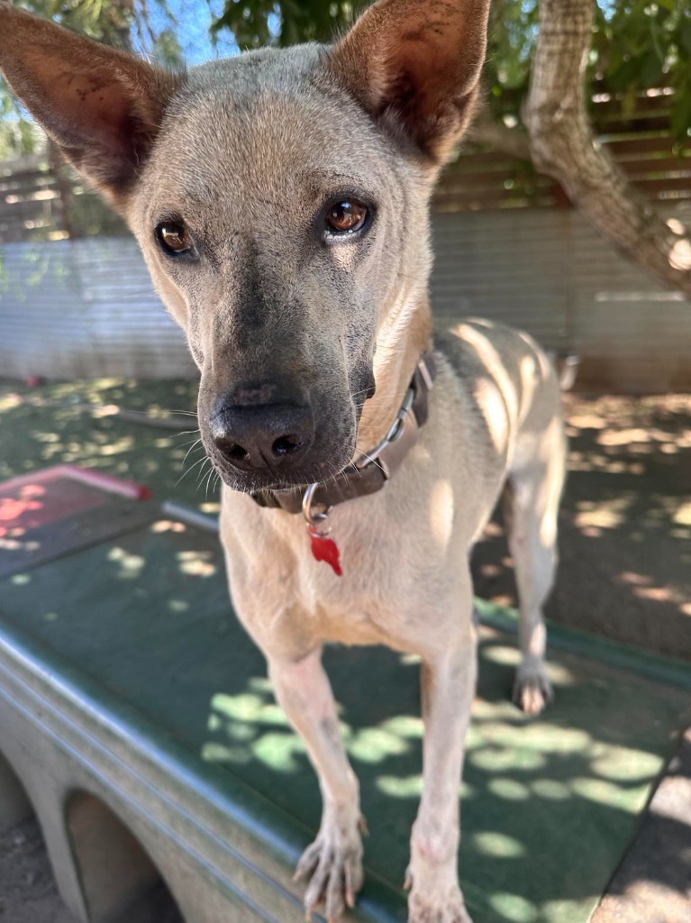 Danillo (Soi Dog), an adoptable Jindo, Thai Ridgeback in San Diego, CA, 92117 | Photo Image 1