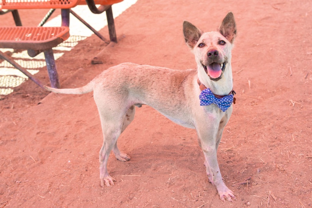 Danillo (Soi Dog), an adoptable Jindo, Thai Ridgeback in San Diego, CA, 92117 | Photo Image 2