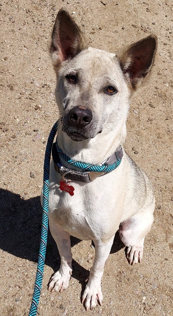 Danillo (Soi Dog), an adoptable Jindo, Thai Ridgeback in San Diego, CA, 92117 | Photo Image 3