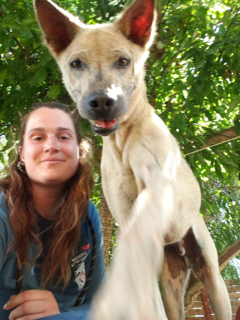 Danillo (Soi Dog), an adoptable Jindo, Thai Ridgeback in San Diego, CA, 92117 | Photo Image 4