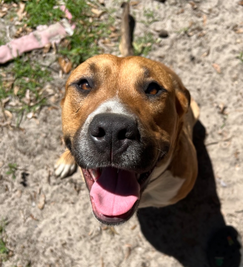 Jet 2, an adoptable Boxer in Waynesville, GA, 31566 | Photo Image 1