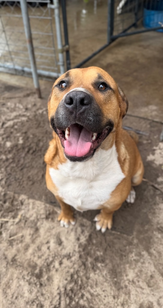 Jet 2, an adoptable Boxer in Waynesville, GA, 31566 | Photo Image 1