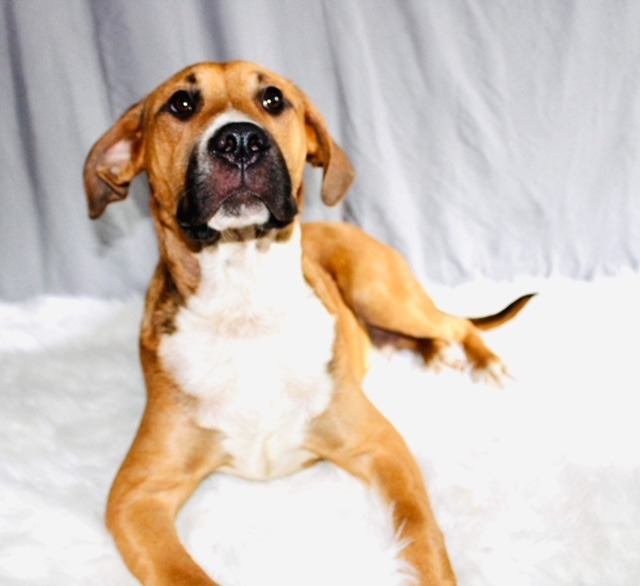 Jet 2, an adoptable Boxer in Waynesville, GA, 31566 | Photo Image 2