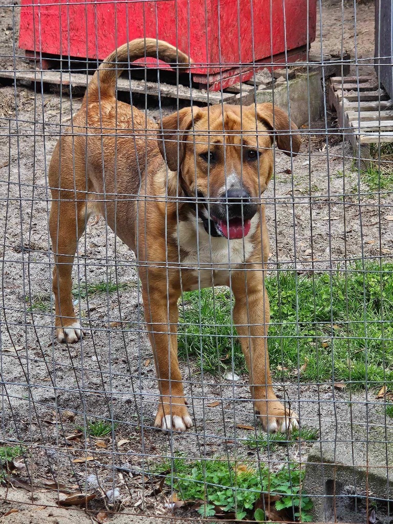 Jet 2, an adoptable Boxer in Waynesville, GA, 31566 | Photo Image 4