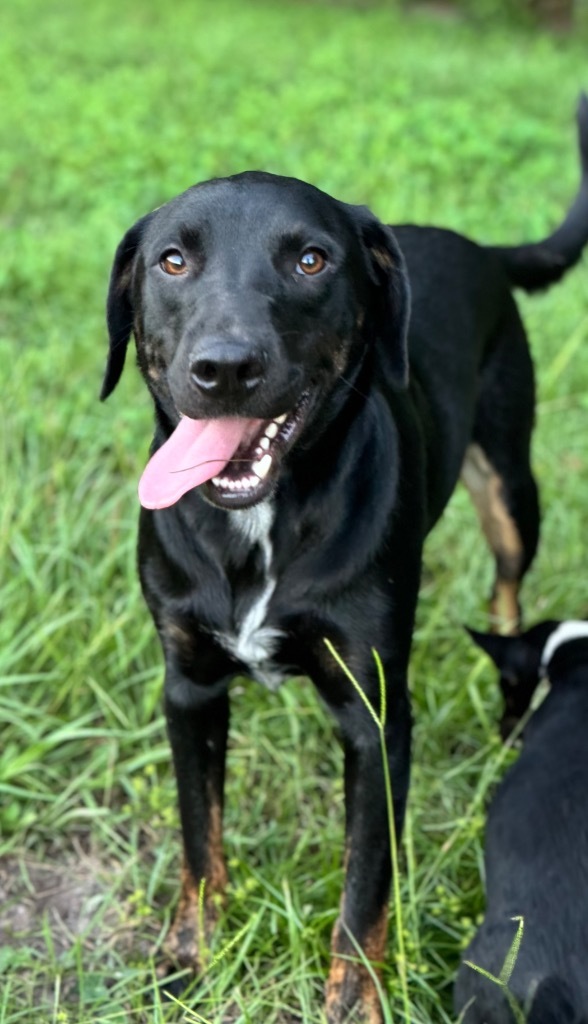 Gideon, an adoptable Golden Retriever, Australian Cattle Dog / Blue Heeler in Waynesville, GA, 31566 | Photo Image 1