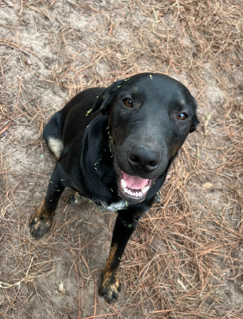 Gideon, an adoptable Golden Retriever, Australian Cattle Dog / Blue Heeler in Waynesville, GA, 31566 | Photo Image 6