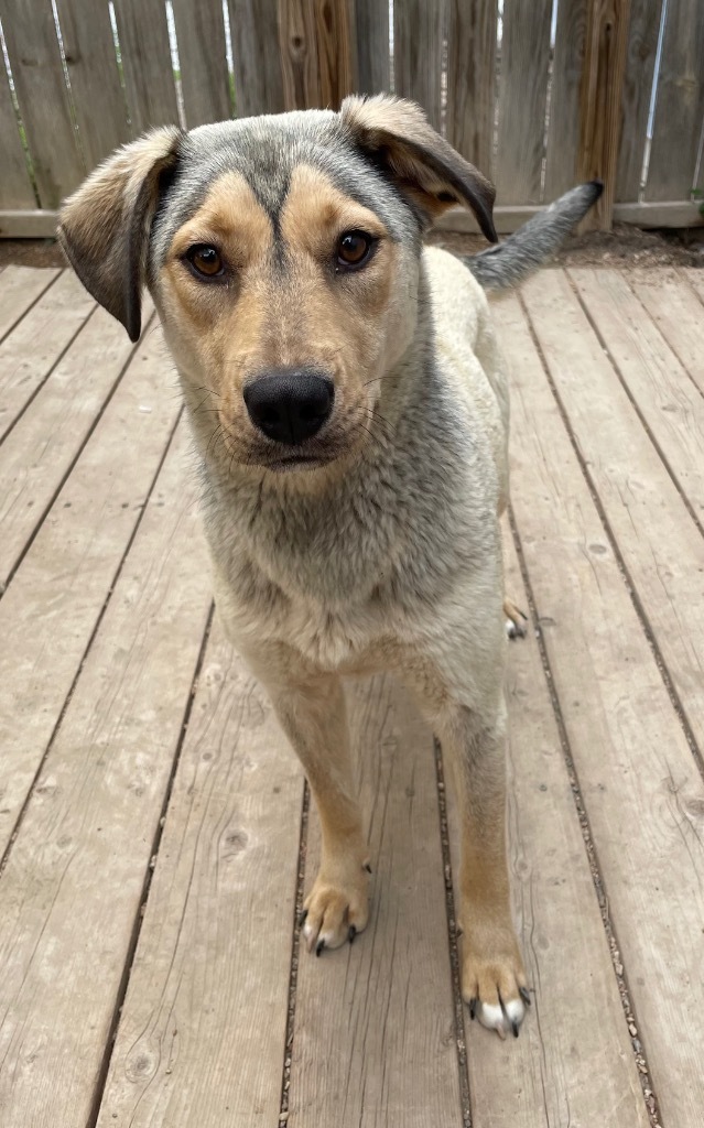 Willow, an adoptable Husky in Hastings, NE, 68901 | Photo Image 1