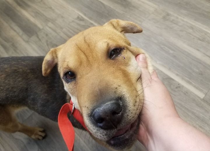 Dog for adoption Mable a Beagle Chow Chow Mix in Kokomo IN