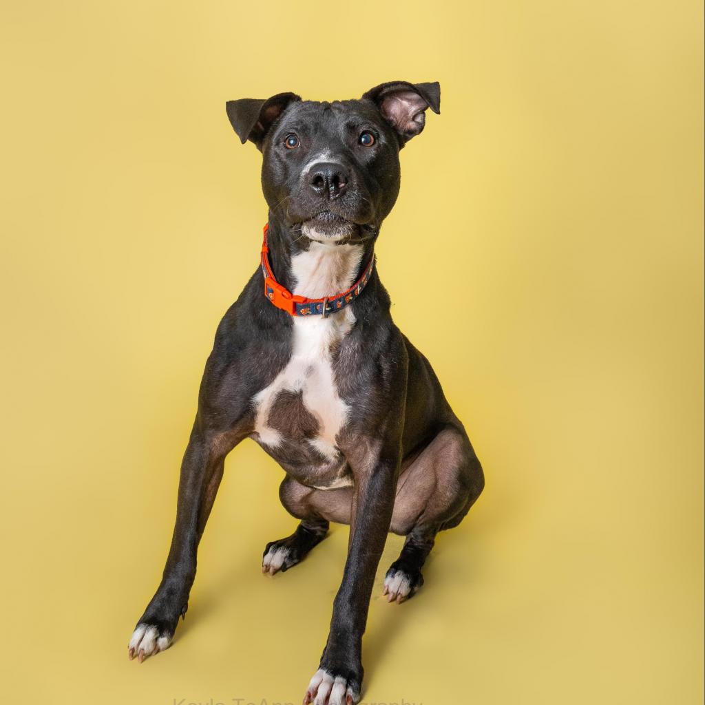 Pumpkin King, an adoptable Black Labrador Retriever in Savannah, GA, 31406 | Photo Image 1