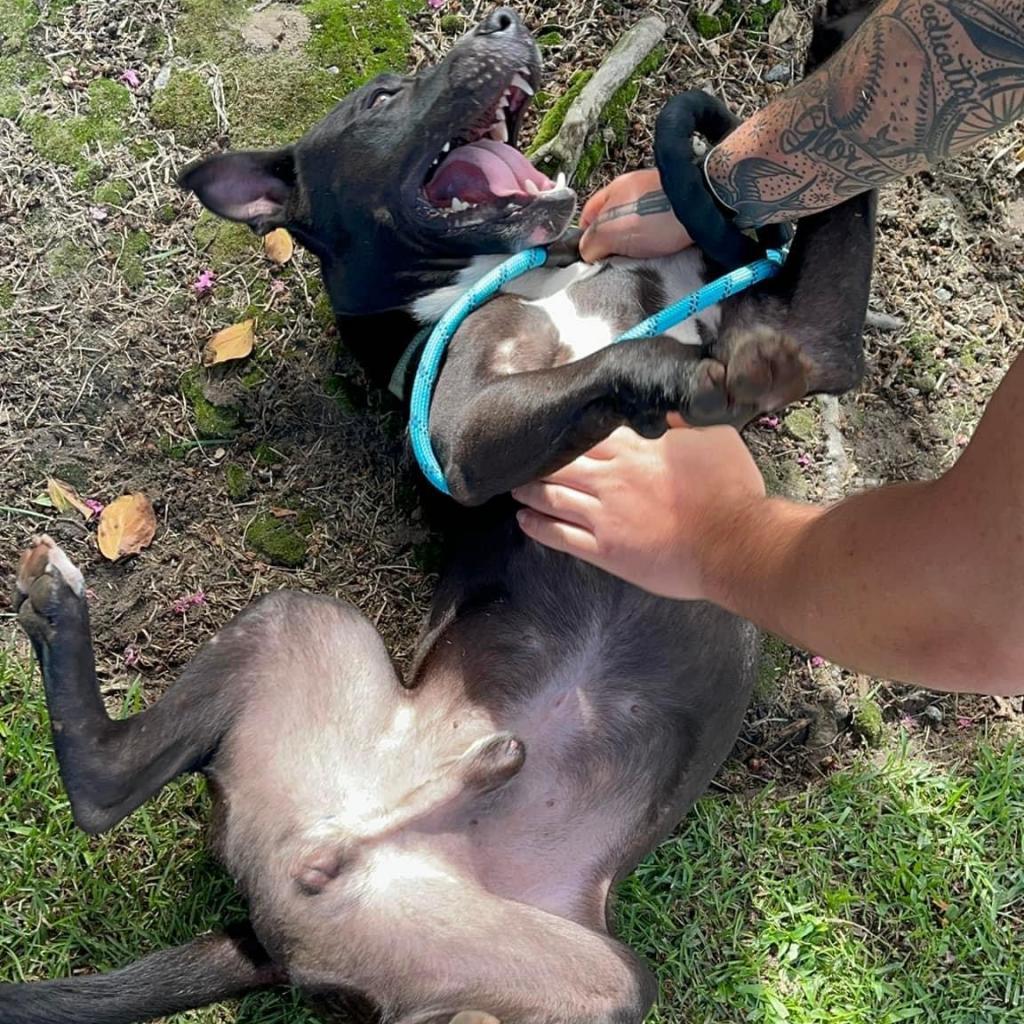 Pumpkin King, an adoptable Black Labrador Retriever in Savannah, GA, 31406 | Photo Image 4