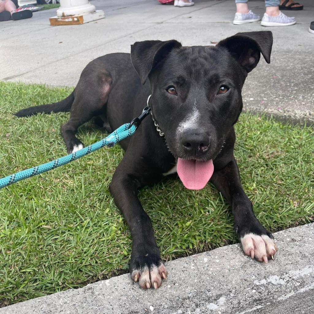 Pumpkin King, an adoptable Black Labrador Retriever in Savannah, GA, 31406 | Photo Image 5