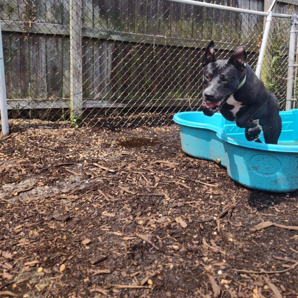 Pumpkin King, an adoptable Black Labrador Retriever in Savannah, GA, 31406 | Photo Image 6