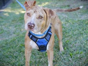 Hi My name is Tinker Im a spayed female red merle Catahoula Hound mix living in a foster home I