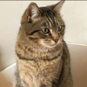 Gracie - MISSING, an adoptable Domestic Short Hair in Lynchburg, VA, 24502 | Photo Image 1