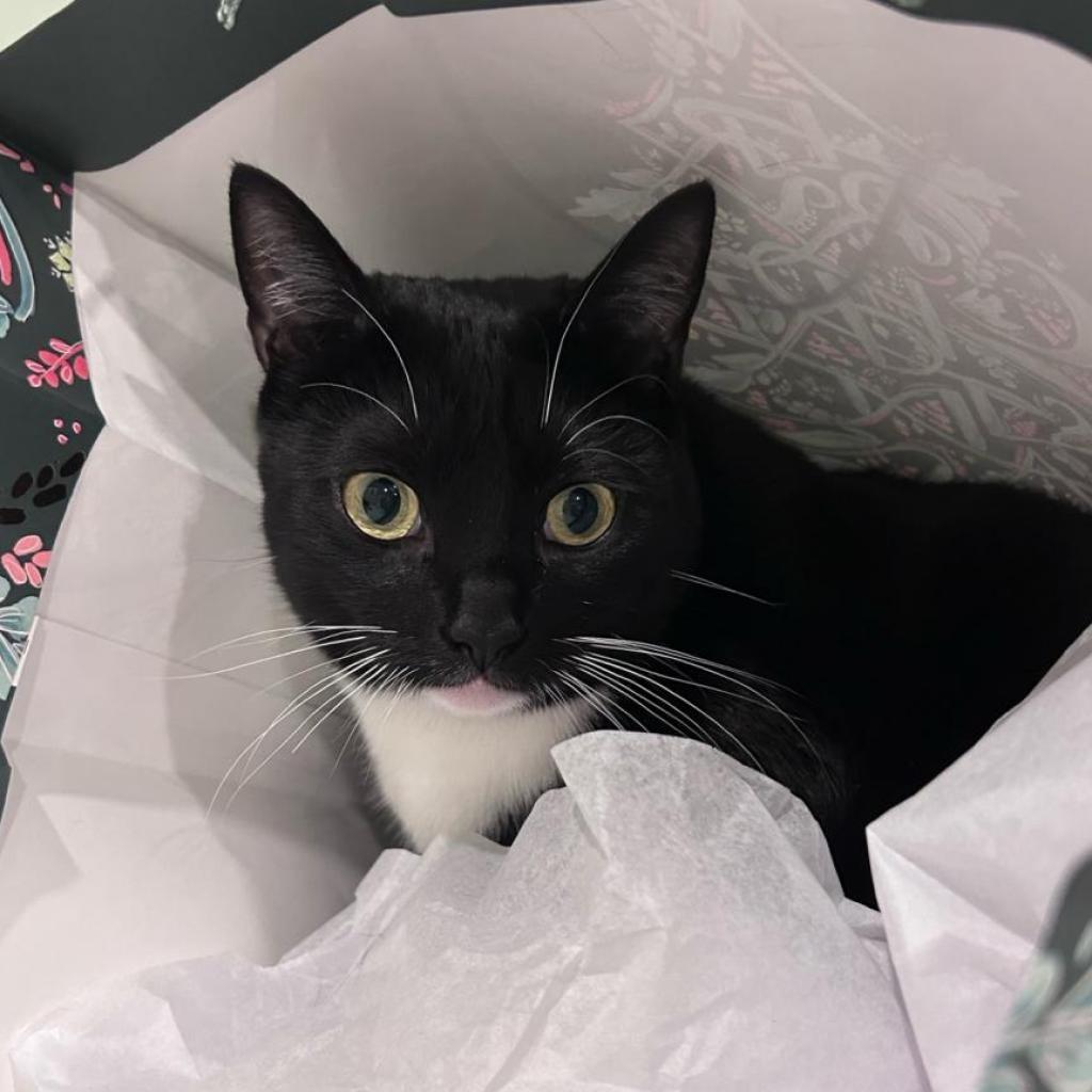 Kiki, an adoptable Domestic Short Hair in Salt Lake City, UT, 84106 | Photo Image 1