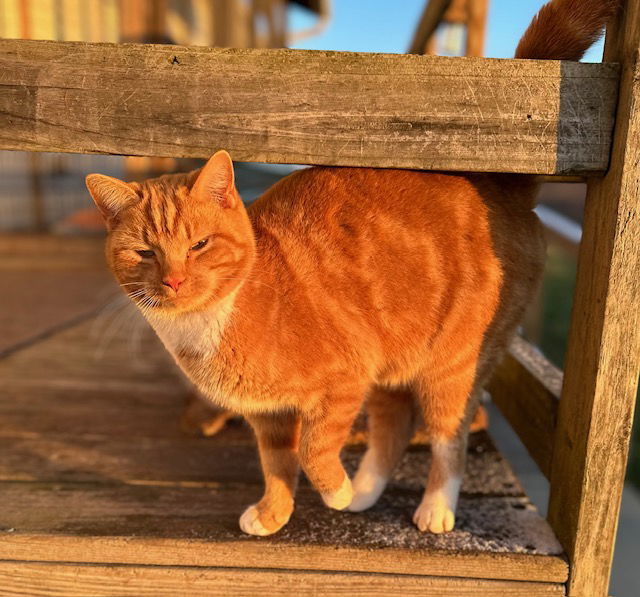 Clem, an adoptable Domestic Short Hair in Sistersville, WV, 26175 | Photo Image 1