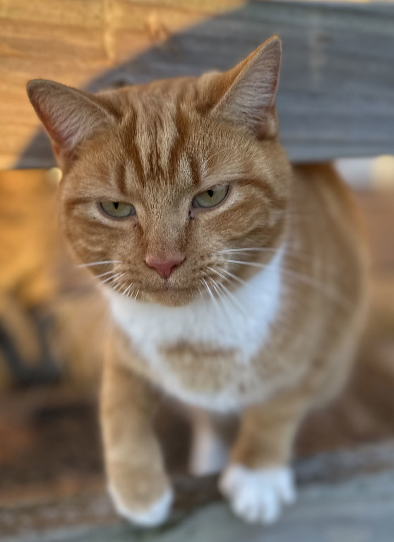 Clem, an adoptable Domestic Short Hair in Sistersville, WV, 26175 | Photo Image 2