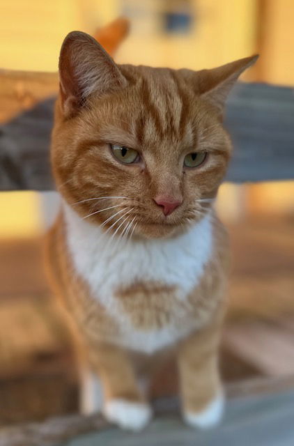 Clem, an adoptable Domestic Short Hair in Sistersville, WV, 26175 | Photo Image 3