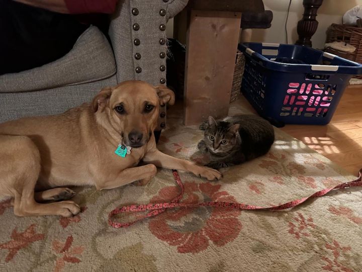 Black mouth store cur and cats