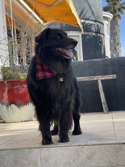 Bark in the Park - Southern California Golden Retriever Rescue