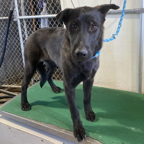 Missy, an adoptable Mixed Breed in Las Cruces, NM, 88012 | Photo Image 2