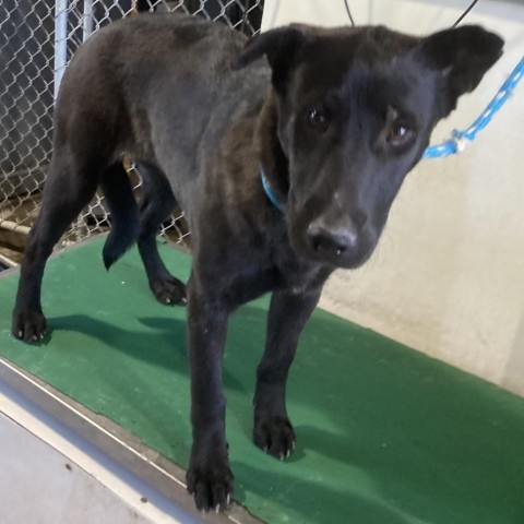 Missy, an adoptable Mixed Breed in Las Cruces, NM, 88012 | Photo Image 3
