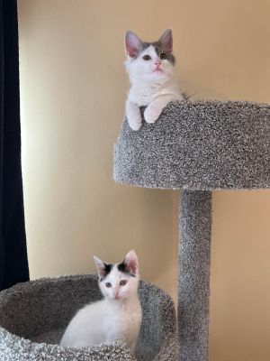 Sadie & Odie (Special Needs - Deaf)