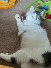 Sadie & Odie (Special Needs - Deaf)