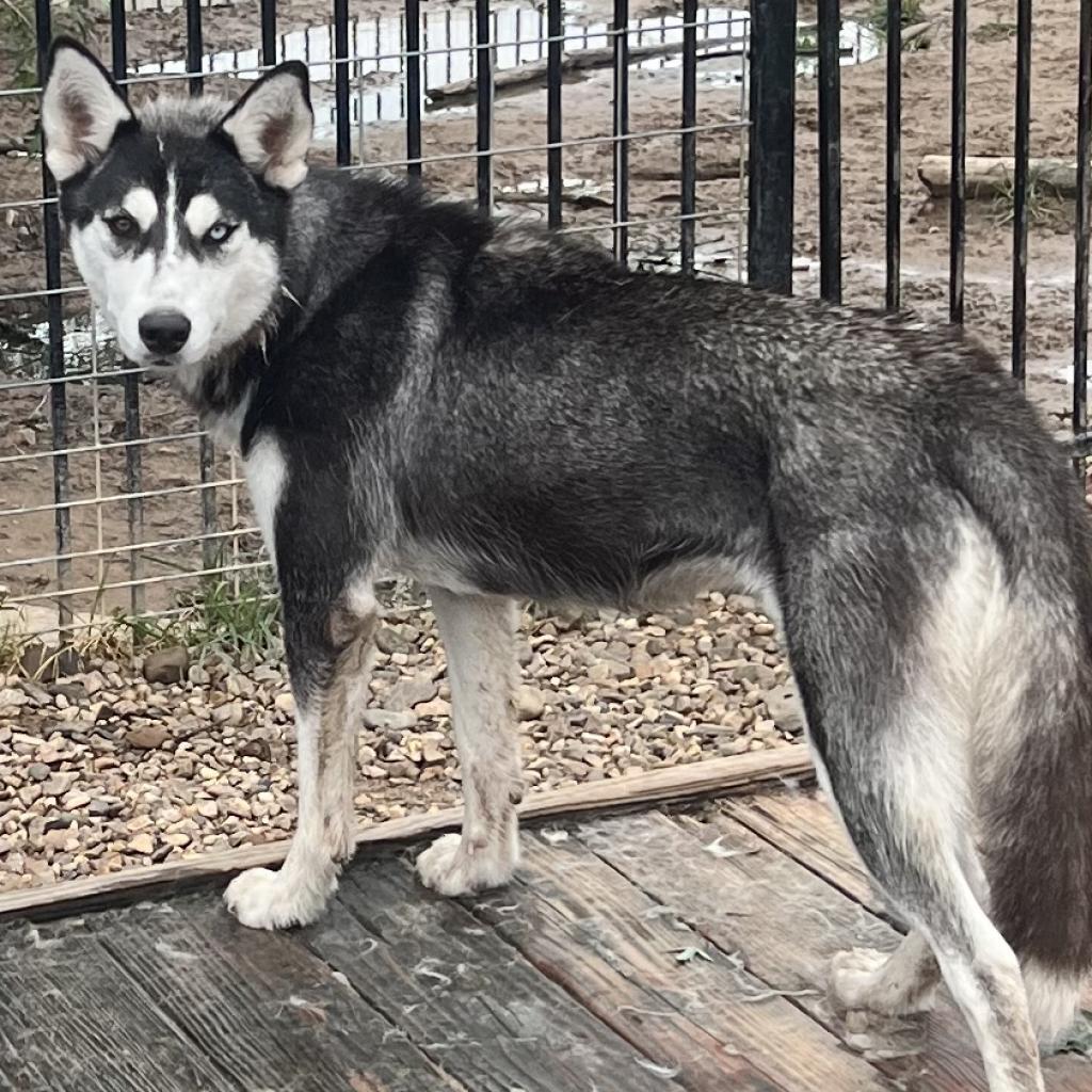 Zia, an adoptable Husky in Eufaula, OK, 74432 | Photo Image 1