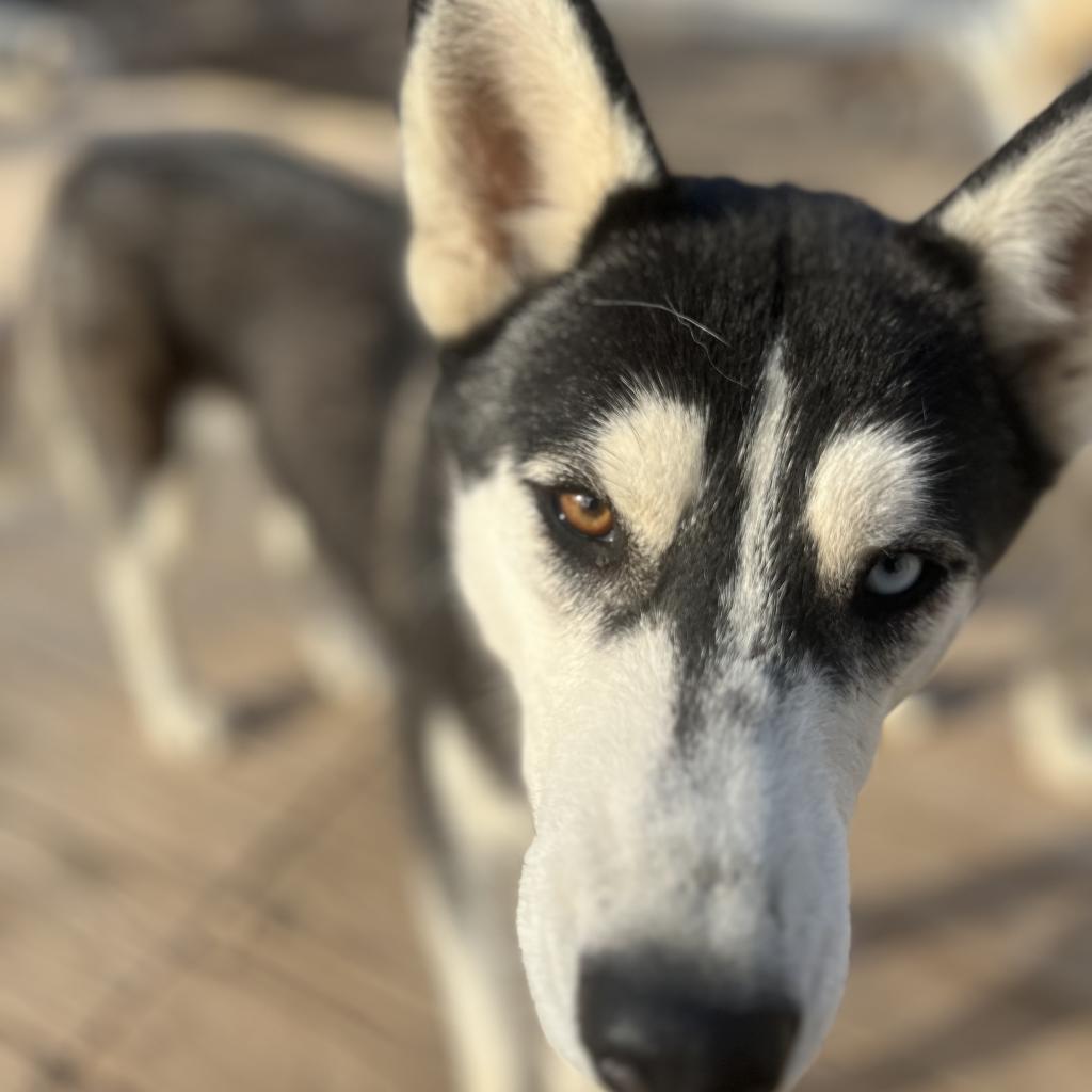 Zia, an adoptable Husky in Eufaula, OK, 74432 | Photo Image 2