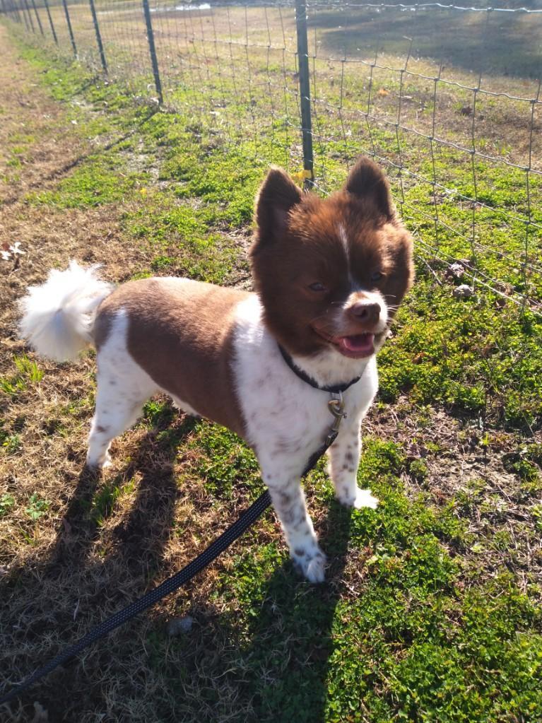Oliver, an adoptable Sheep Dog, Pomeranian in Wilson, NC, 27893 | Photo Image 1