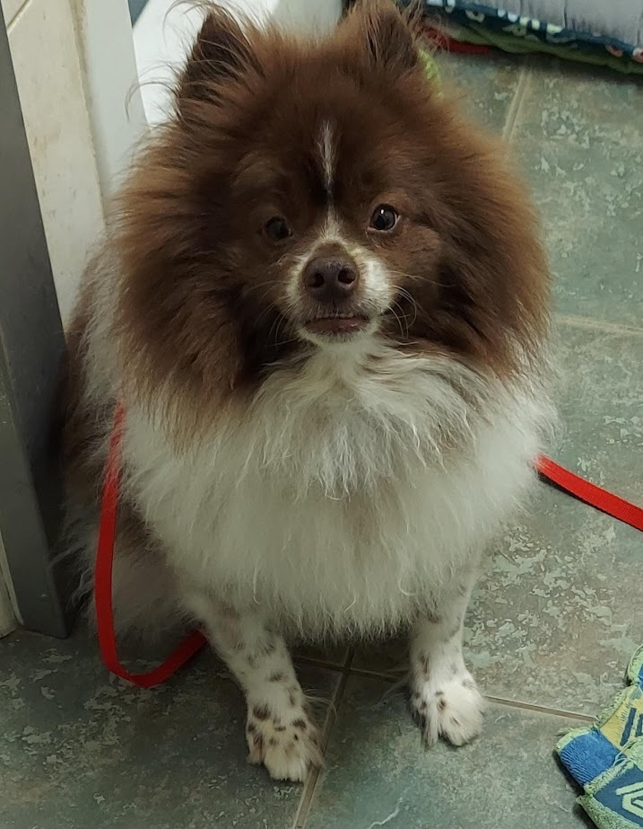 Oliver, an adoptable Sheep Dog, Pomeranian in Wilson, NC, 27893 | Photo Image 2
