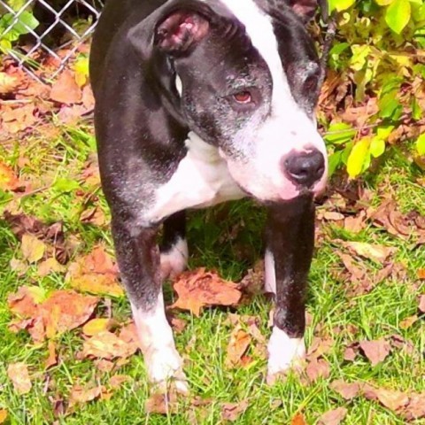 23-13071/Patrick, an adoptable Pit Bull Terrier in Standish, MI, 48658 | Photo Image 3